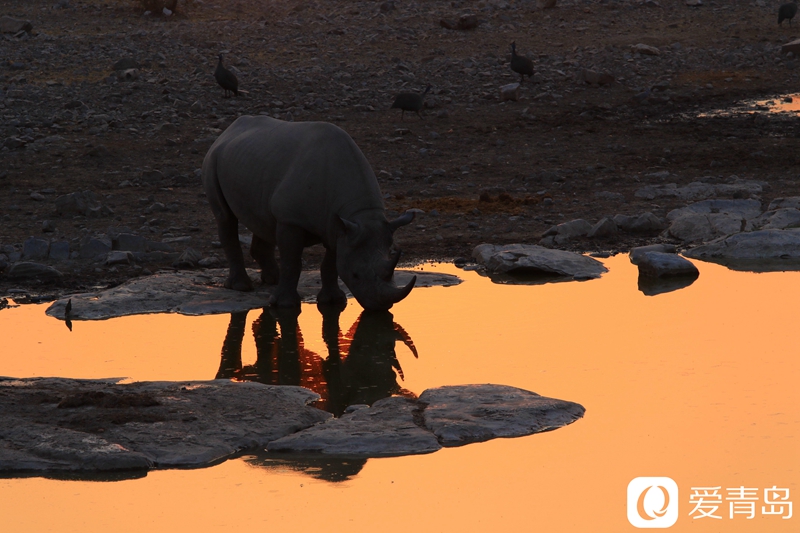 这只犀牛独自享受着水塘,也独自享受着黄昏的时光.
