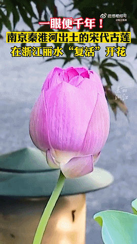 这粒种子千年不腐，生命力极强！中医用它补脾、养心……夏末初秋吃一次，功效卓著