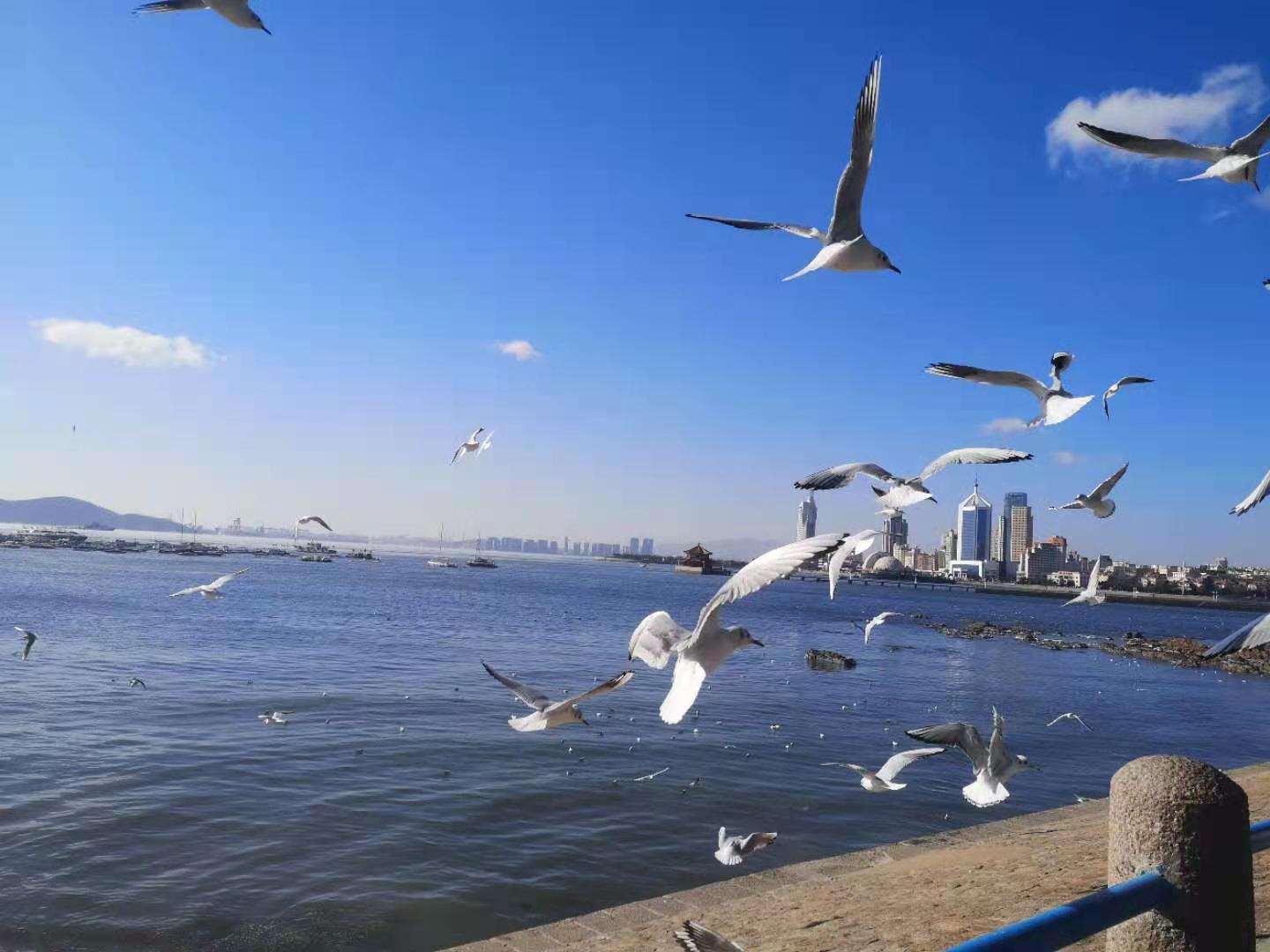 青岛的春天,是这种颜色的