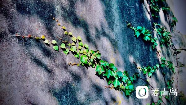 时光 岁月 爬山虎 .jpg 时光 岁月 爬山虎 .jpg