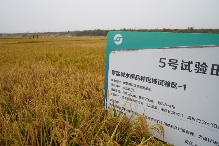 海水稻城阳上马基地