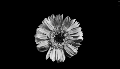 辣椒|为什么“菊花”会被辣到，却感受不到酸甜苦咸？