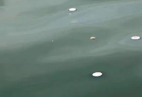 有毒|紧急提醒！看到这种＂瓶盖＂千万别碰！有毒！