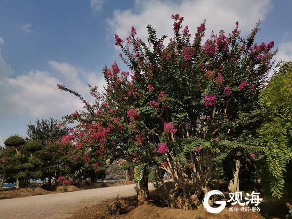 中国最大紫薇基地图片