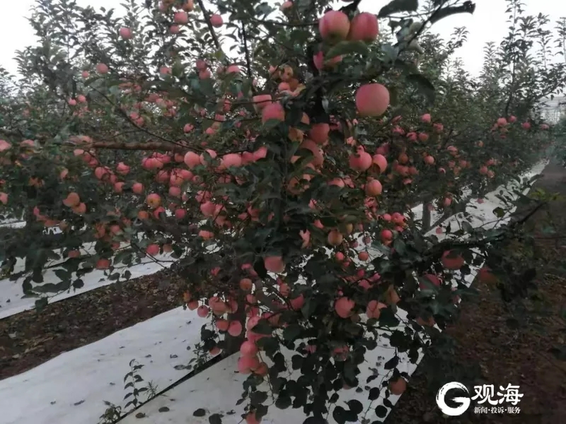 桃子.webp.jpg 桃子.webp.jpg