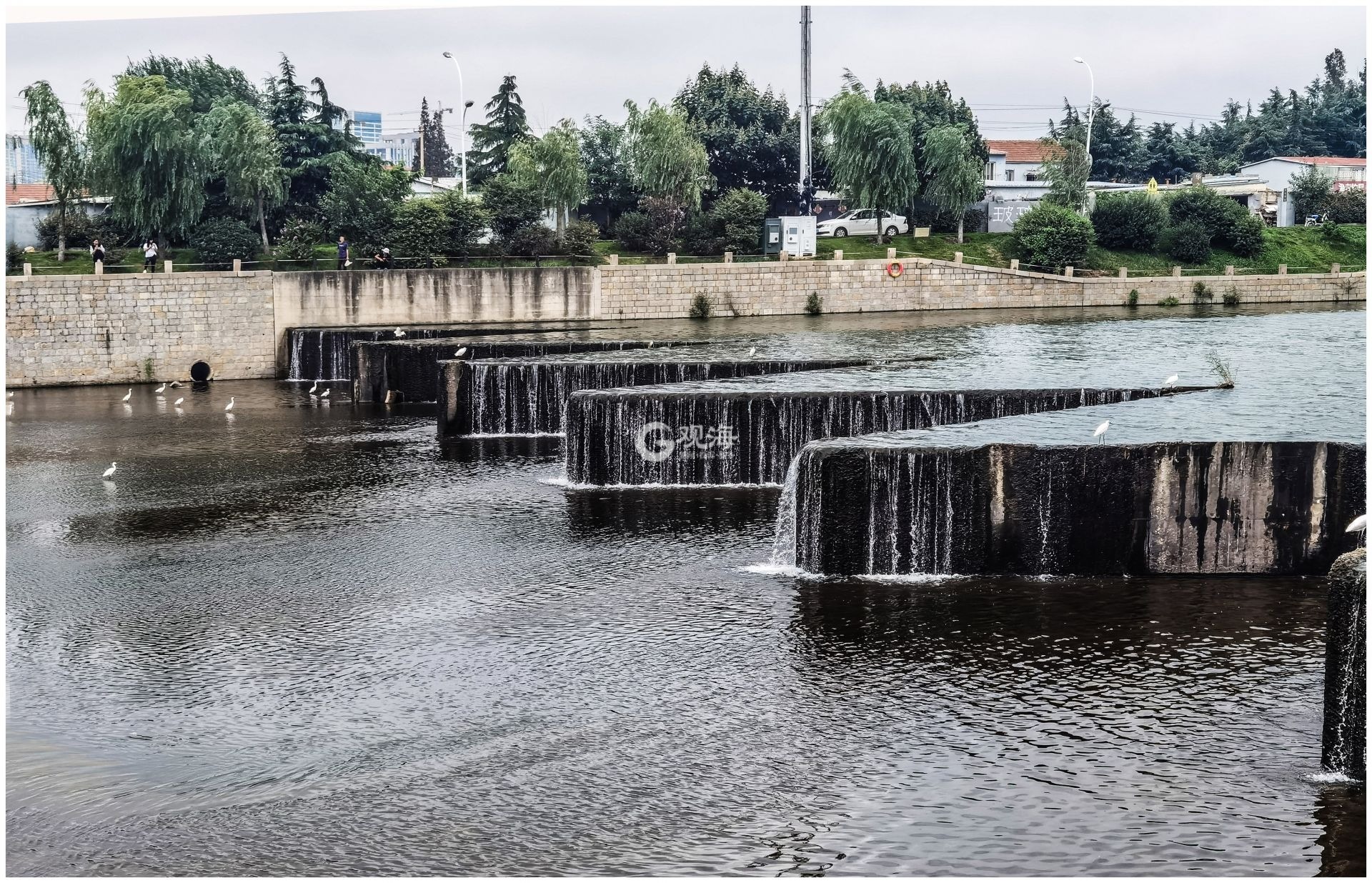 照片or水墨画？张村河白鹭戏水图来了