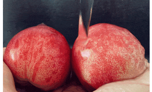 桃子可以养颜抗衰、辅助降压......但这里千万别吃，小心中毒！