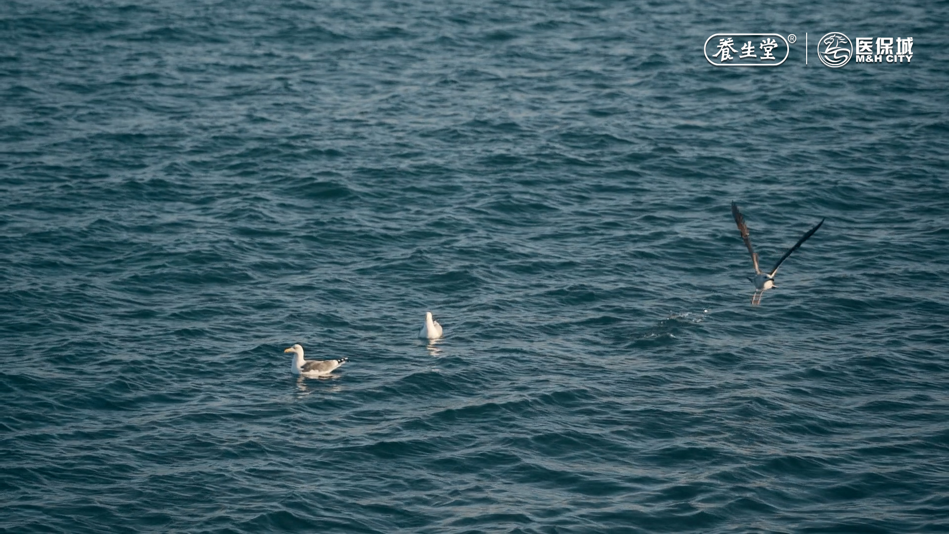 序列 01.00_00_42_17.Still007.jpg