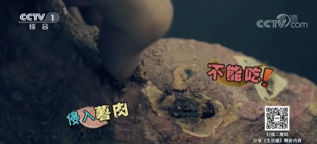 香蕉居然有辐射?专家:是真的,但……