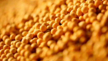 这些食物发芽后不但没“毒”，营养价值可能更高，别浪费了！