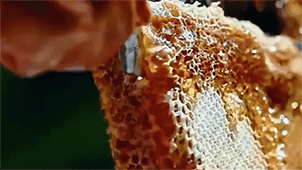 蜂蜜为什么不会变质?