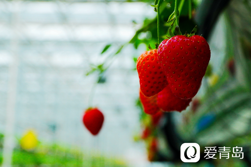 草莓是＂最脏的水果＂？为什么专家却推荐吃呢？真相是…