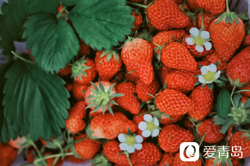 草莓是＂最脏的水果＂？为什么专家却推荐吃呢？真相是…