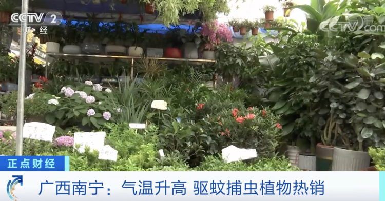 驱蚊草、迷迭香……驱蚊捕虫植物火了，真的能赶走蚊子吗？