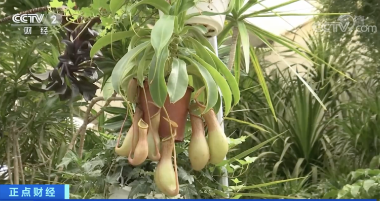 驱蚊草、迷迭香……驱蚊捕虫植物火了,真的能赶走蚊子吗?