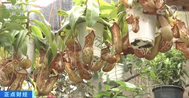 驱蚊草、迷迭香……驱蚊捕虫植物火了,真的能赶走蚊子吗?