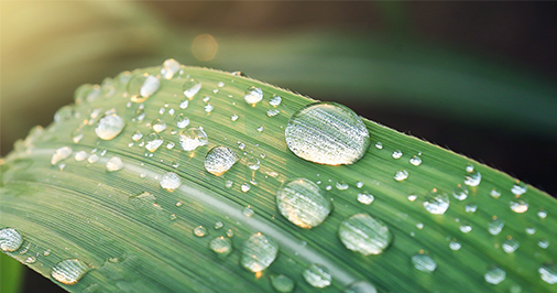 端午节将至，这些粽子放心吃