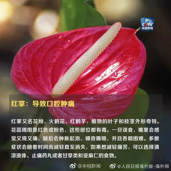 为拍出＂氛围感＂，女孩含夹竹桃后中毒！网友：安陵容的话要信…