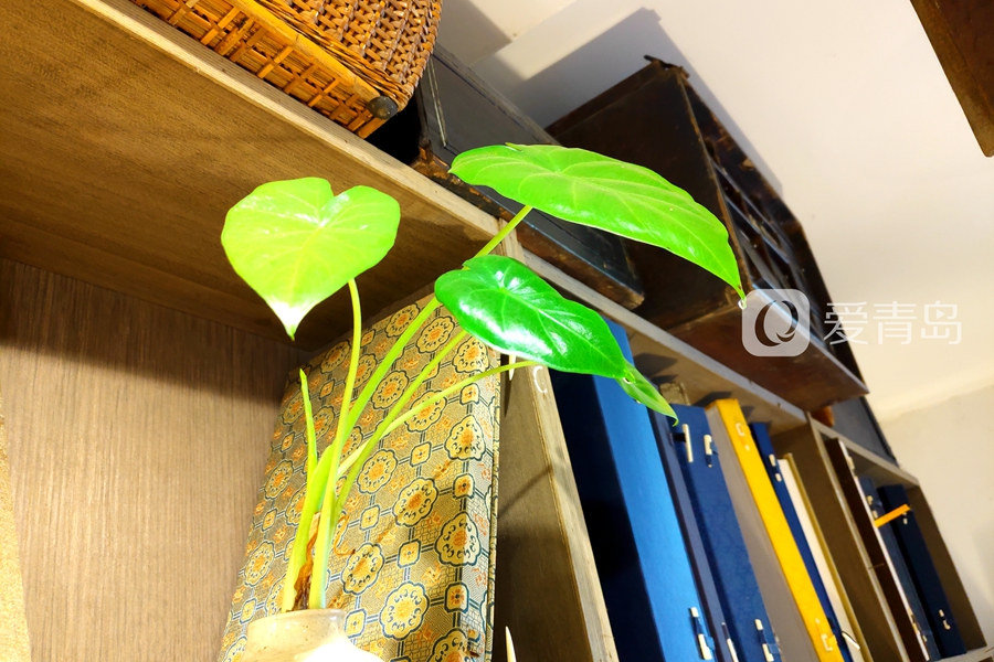 蚊虫叮咬竟可致死！每年70万人丧命，夏季尤其要警惕