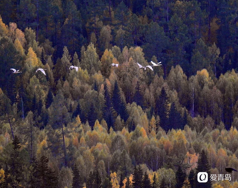 行走中的风景:寻梦喀纳斯 山明水秀的养心之地