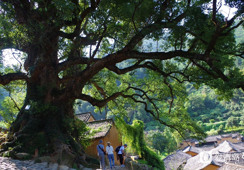 行走中的风景:穿行松阳古老的街道 探寻藏在深山的秘境