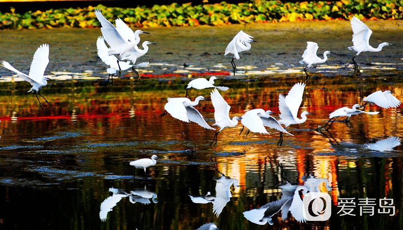 这些瞬间你还记得吗？2021“最美青岛”视觉大赛年度摄影作品揭晓！