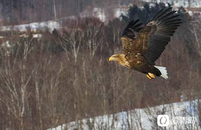 行走中的风景：沙扬娜拉！北海道那一抹洁白的温柔