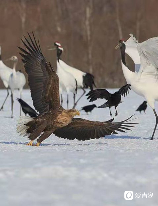 行走中的风景：沙扬娜拉！北海道那一抹洁白的温柔