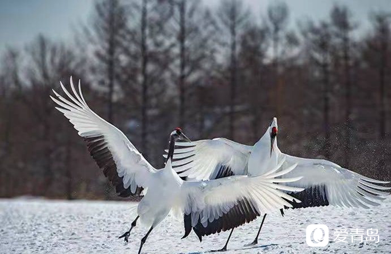行走中的风景：沙扬娜拉！北海道那一抹洁白的温柔