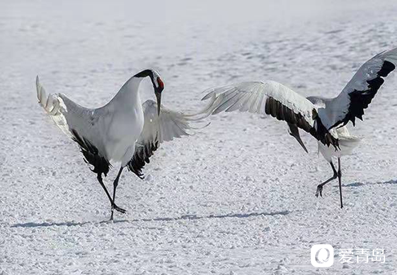 行走中的风景：沙扬娜拉！北海道那一抹洁白的温柔