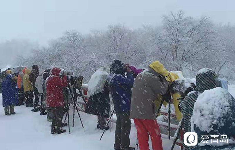 行走中的风景：沙扬娜拉！北海道那一抹洁白的温柔