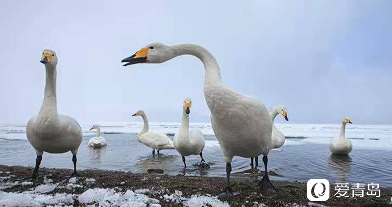 行走中的风景：沙扬娜拉！北海道那一抹洁白的温柔