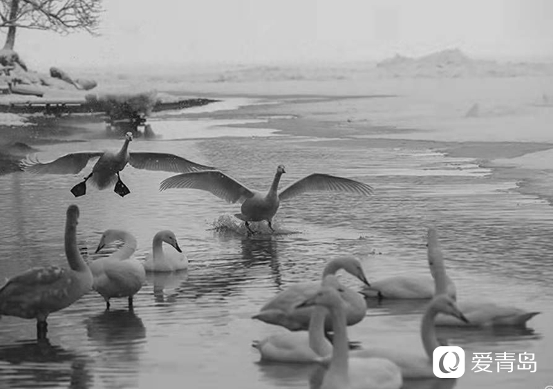 行走中的风景：沙扬娜拉！北海道那一抹洁白的温柔
