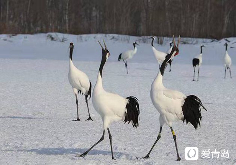 行走中的风景：沙扬娜拉！北海道那一抹洁白的温柔