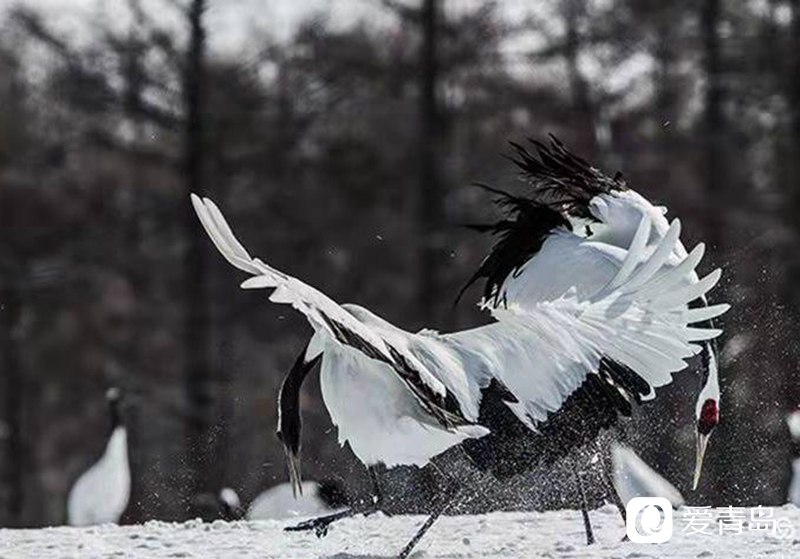 行走中的风景：沙扬娜拉！北海道那一抹洁白的温柔