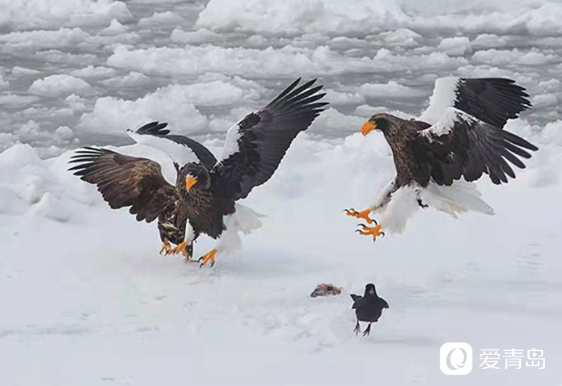 行走中的风景：沙扬娜拉！北海道那一抹洁白的温柔