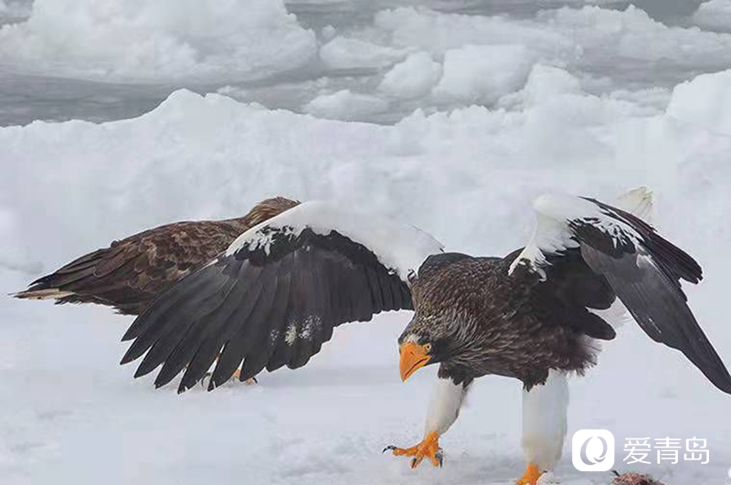 行走中的风景：沙扬娜拉！北海道那一抹洁白的温柔