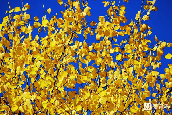 行走中的风景:穿行神州极北 探秘漠河北极村