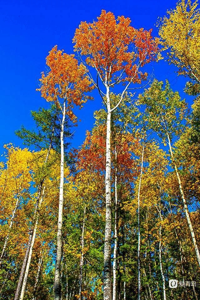 行走中的风景：穿行神州极北 探秘漠河北极村