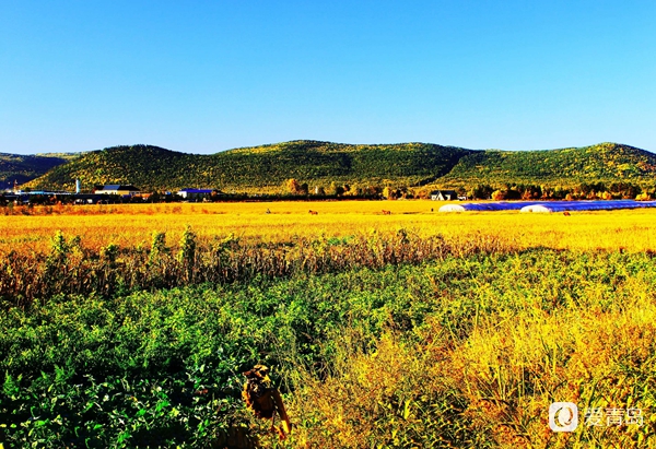 行走中的风景:穿行神州极北 探秘漠河北极村