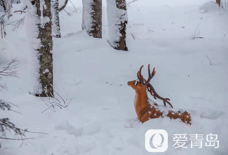 行走中的风景：雪中的老克里湖 梦里的童话世界