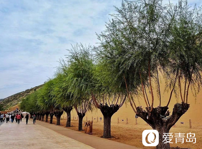 行走中的风景：大漠无疆长河长 驼铃声声美酒香