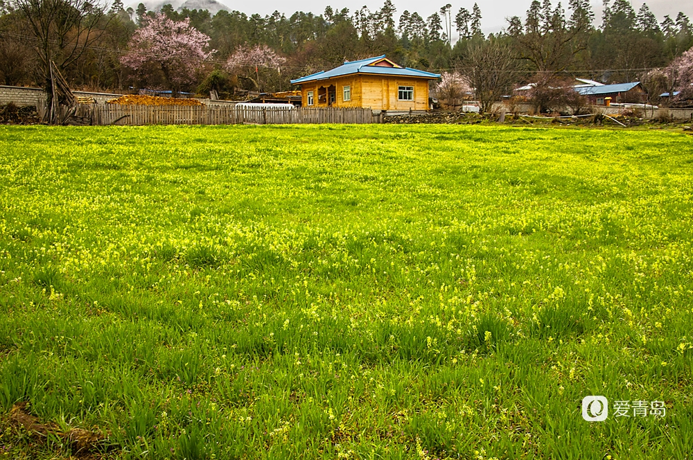 行走中的风景:在世界屋脊 邂逅被桃花唤醒的春天