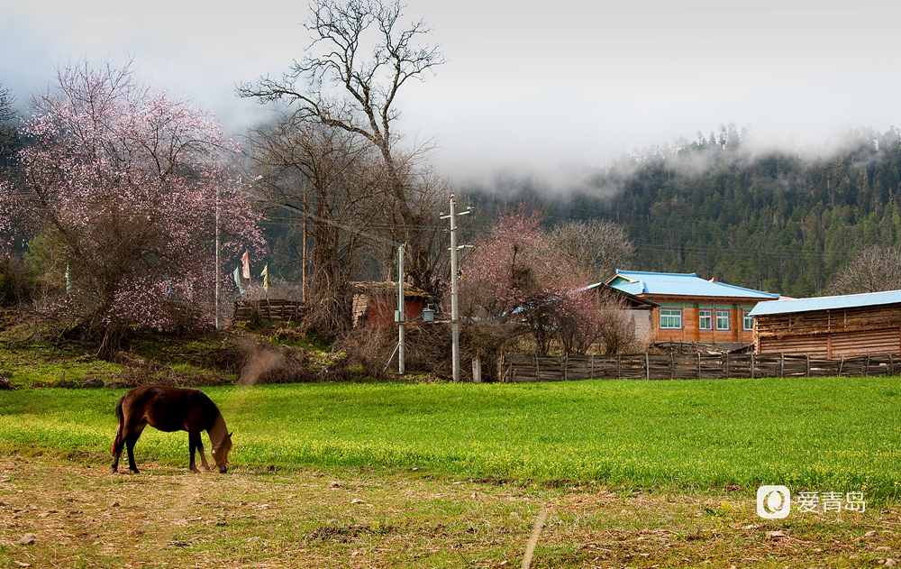 行走中的风景:在世界屋脊 邂逅被桃花唤醒的春天