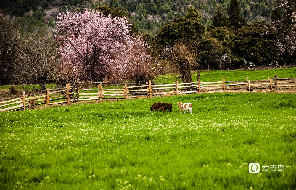 行走中的风景:在世界屋脊 邂逅被桃花唤醒的春天