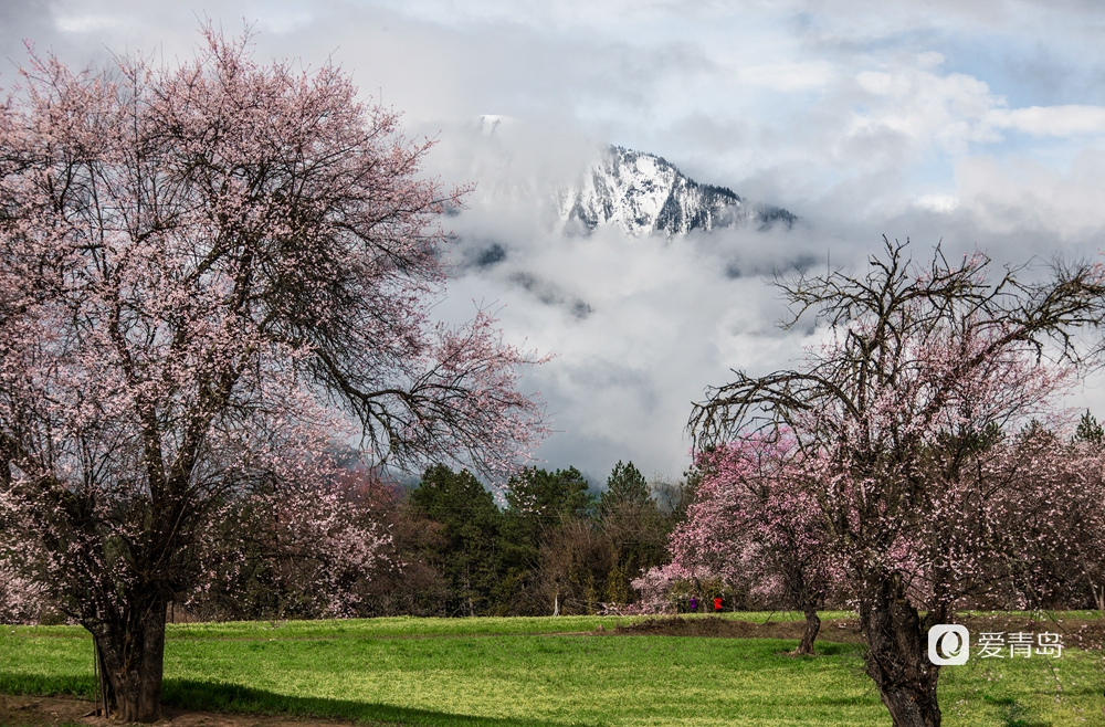 行走中的风景:在世界屋脊 邂逅被桃花唤醒的春天