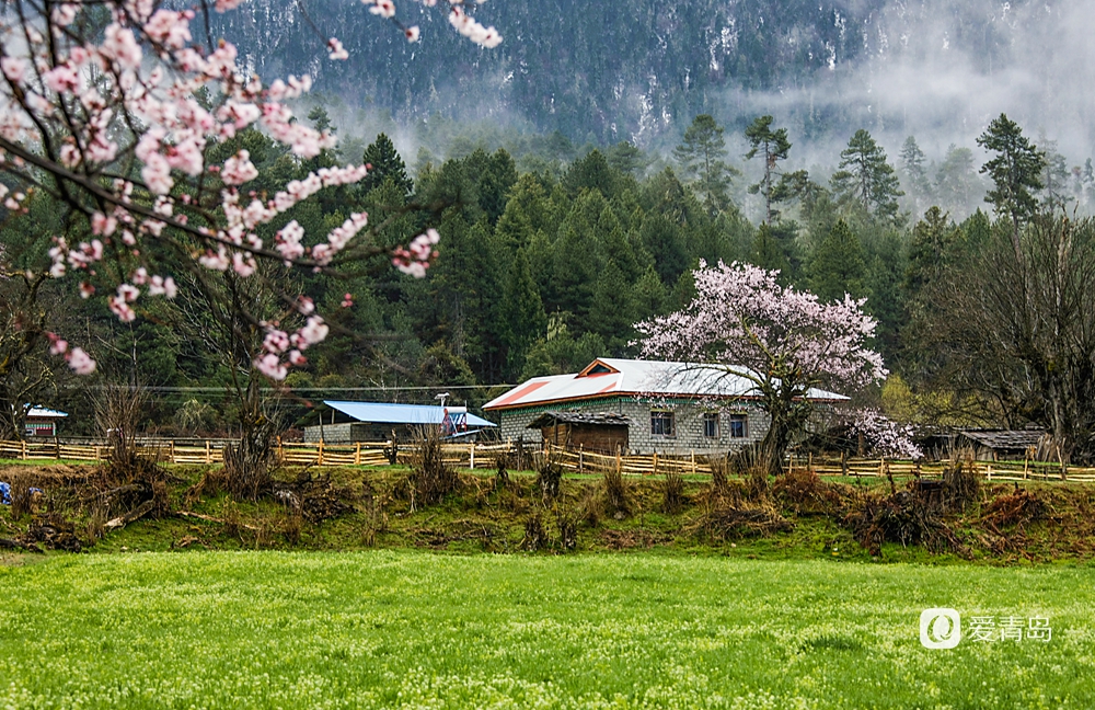 行走中的风景:在世界屋脊 邂逅被桃花唤醒的春天