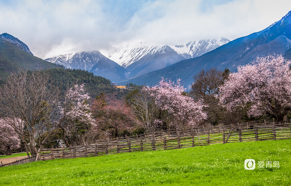行走中的风景:在世界屋脊 邂逅被桃花唤醒的春天