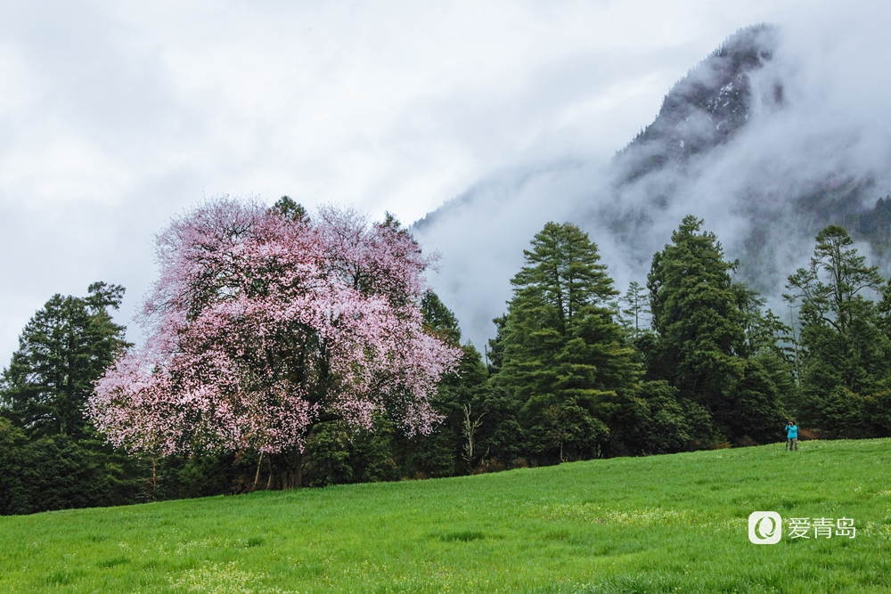 行走中的风景:在世界屋脊 邂逅被桃花唤醒的春天