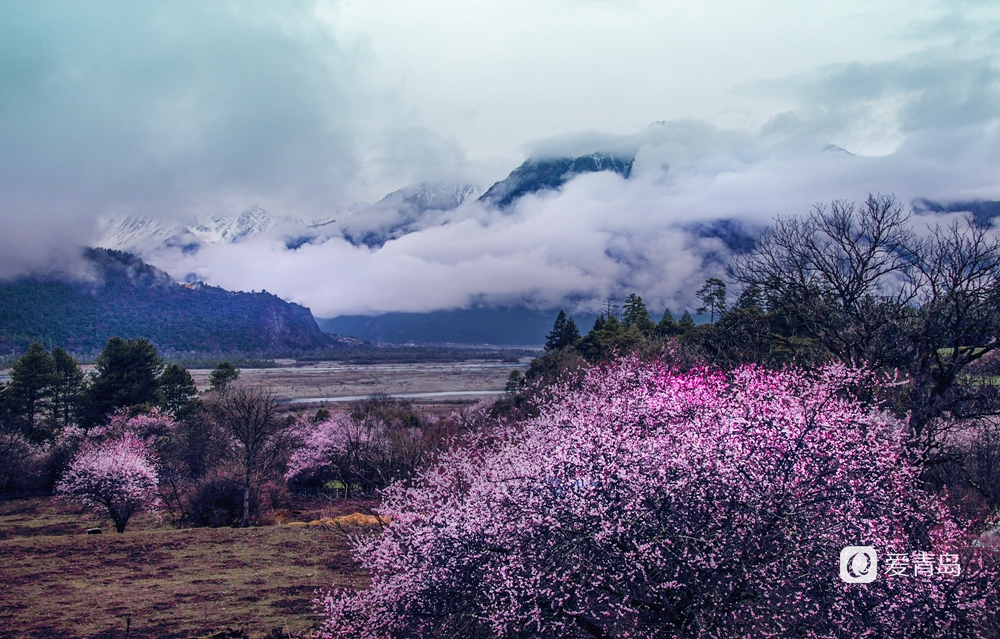 行走中的风景:在世界屋脊 邂逅被桃花唤醒的春天